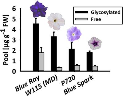 Phenylpropanoid Scent Compounds in Petunia x hybrida Are Glycosylated and Accumulate in Vacuoles